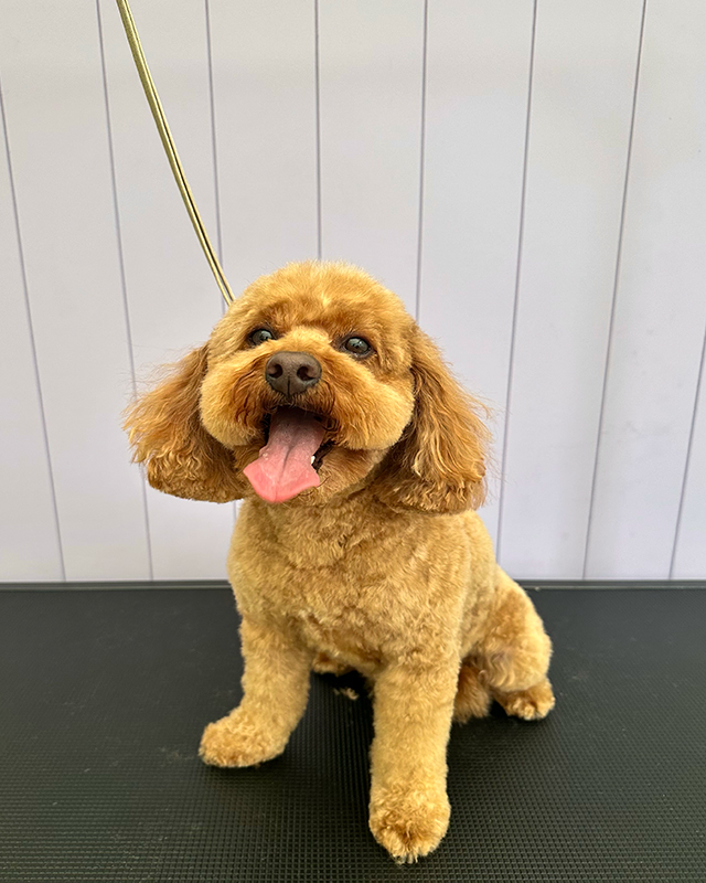 Cockapoo