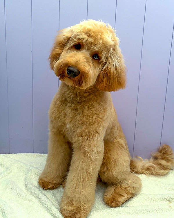 Freshly groomed dog at Paws and Relax salon