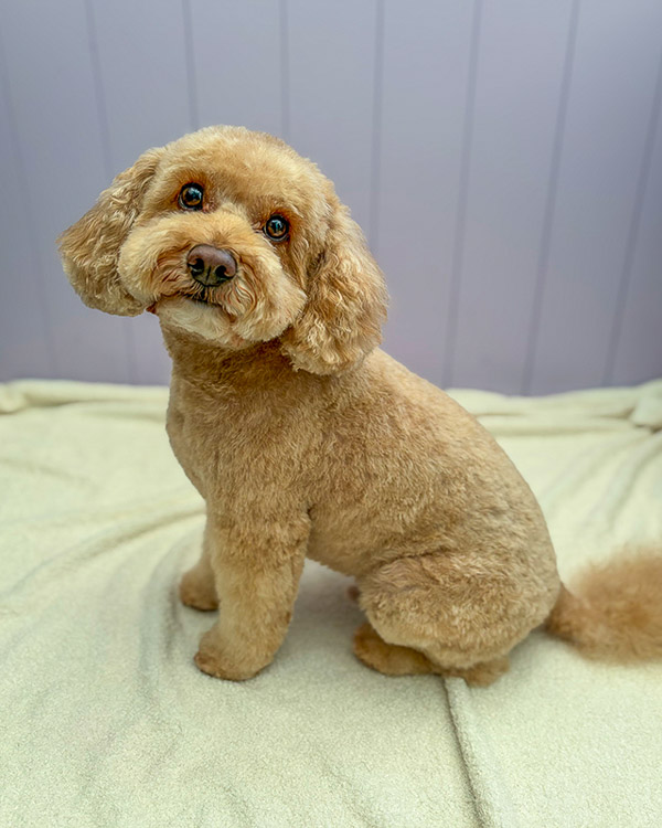 Groomed pup at Paws and Relax, Horsham area