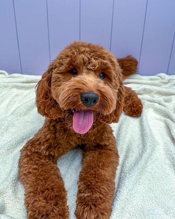Dog after grooming at Paws and Relax, Southwater
