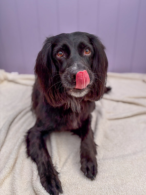 Professional dog groom at Paws and Relax salon near Horsham