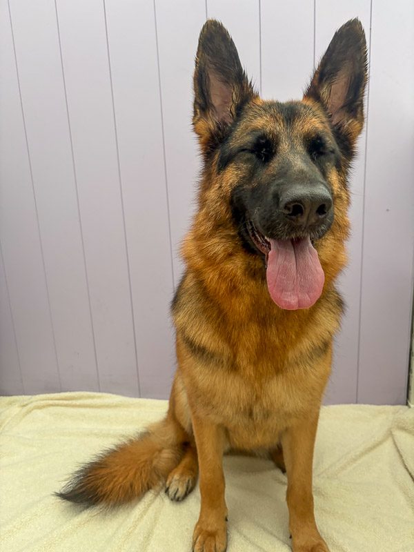Happy pup after groom at Paws and Relax, Southwater