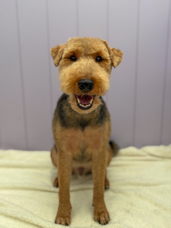 Freshly groomed pup at Paws and Relax, Southwater near Horsham