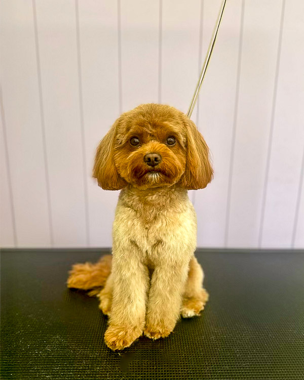 Groomed dog at Paws and Relax dog grooming salon