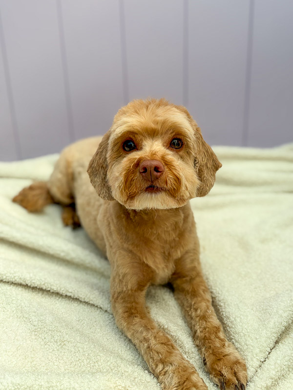 Dog after professional groom at Paws and Relax