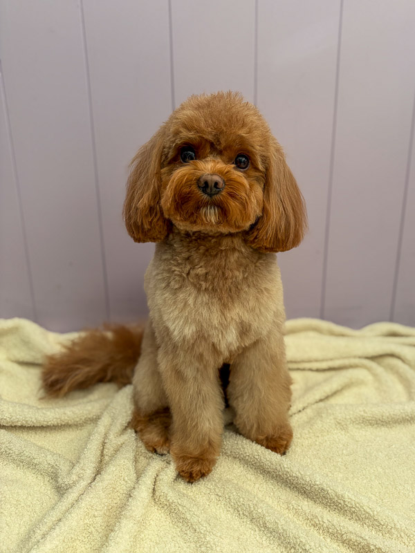 Happy groomed dog at Paws and Relax salon near Horsham