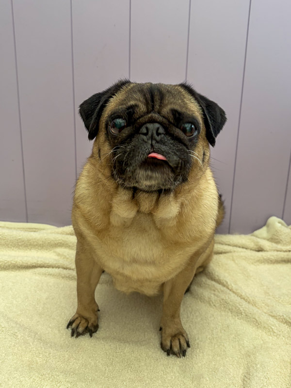 Happy pup after grooming at Paws and Relax, Horsham area