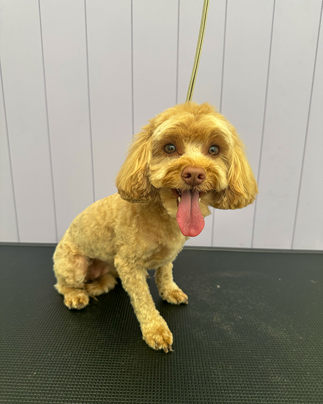 Cavapoo