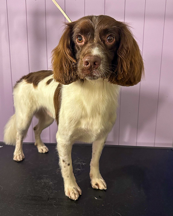 Groomed pup at Paws and Relax dog grooming salon, Southwater