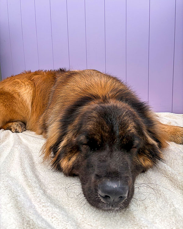 Dog after grooming session at Paws and Relax, West Sussex