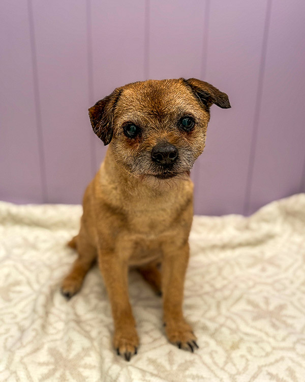 Happy groomed dog at Paws and Relax near Horsham