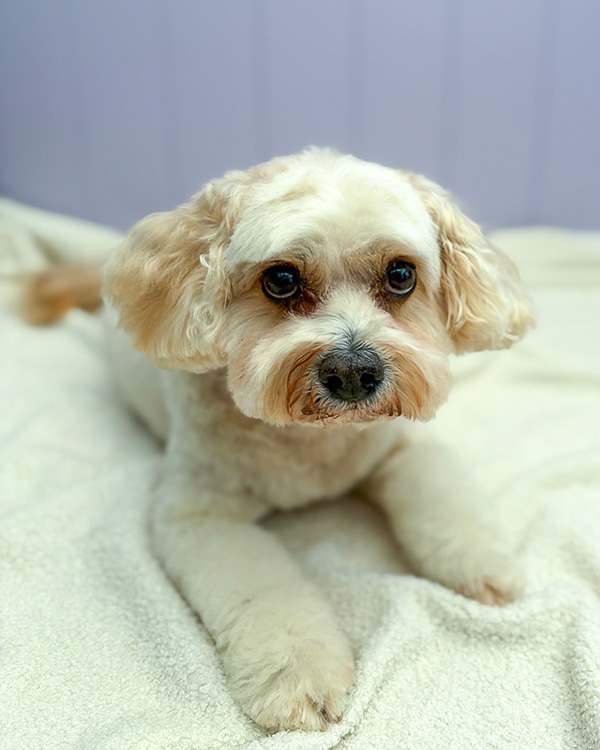 Groomed dog at Paws and Relax salon, Southwater